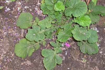 Geum, Avens Mrs. Bradshaw