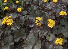 Ligularia, Bigleaf Ligularia, Golden Groundsel, Leopard Plant, Ragwort 'Britt Marie Crawford'