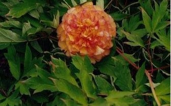 Hybrid Lutea, Tree Peony, Japanese Tree Peony Kin-kaku