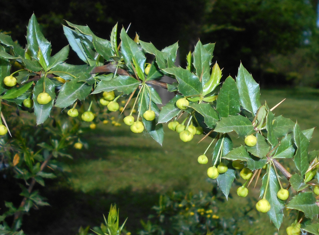 Berberis Species, Pale-Leaf Barberry