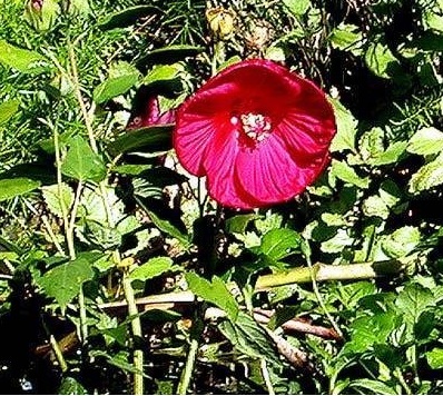 Hardy Hibiscus, Rose Mallow, Swamp Mallow Luna Red