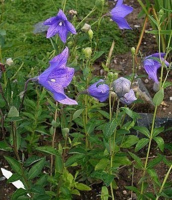 Platycodon, Balloon Flower, Chinese Bellflower, Japanese Bellflower Mariesii