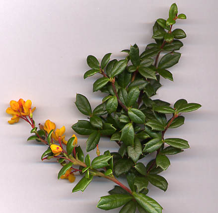 Berberis Species, Hookers Barberry
