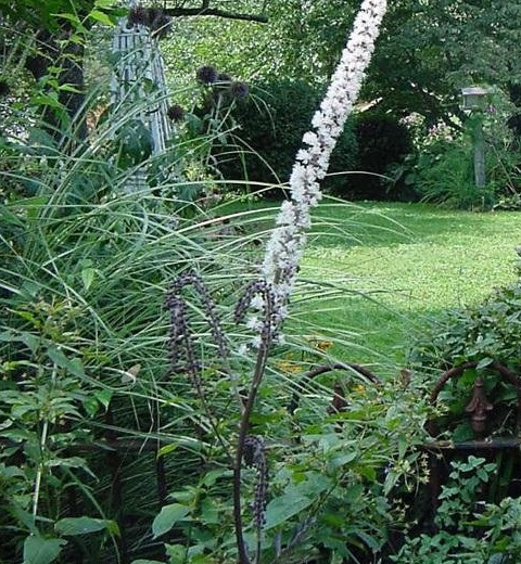 Actaea, Autumn Snakeroot, Black Cohosh, Bugbane Hillside Black Beauty