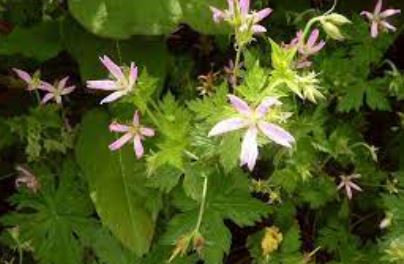 Geranium, Cranesbill, Hardy Geranium Sherwood