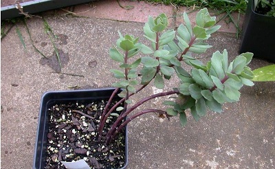 Hylotelephium, Sedum, Showy Stonecrop Vera Jameson