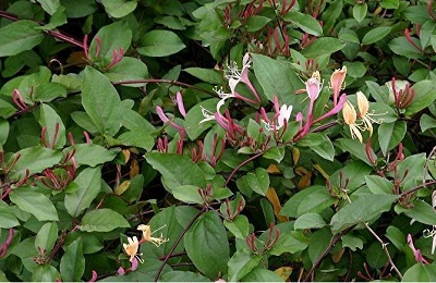 Lonicera Species, Bush Honeysuckle, Tatarian Honeysuckle