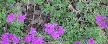 Glandularia, Garden Verbena, Trailing Verbena Tapien Blue Pink