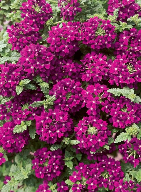 Glandularia, Garden Verbena, Trailing Verbena Temari Patio Hot Pink