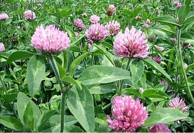 Trifolium Species, Red Clover