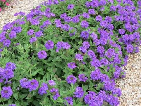 Glandularia, Garden Verbena, Trailing Verbena Temari Patio Blue