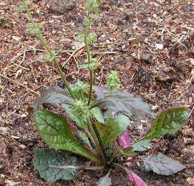 Salvia, Cancer Weed, Lyreleaf Sage Purple Volcano