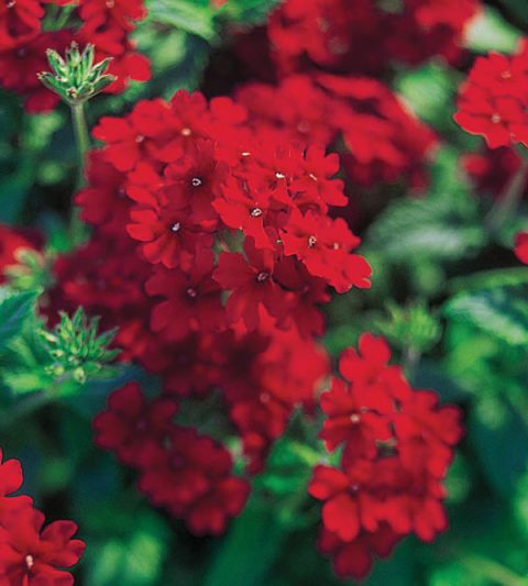 Glandularia, Garden Verbena, Trailing Verbena Temari Patio Red