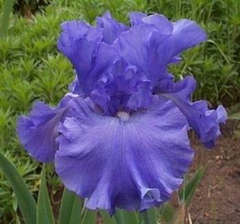 Tall Bearded Iris Yaquina Blue