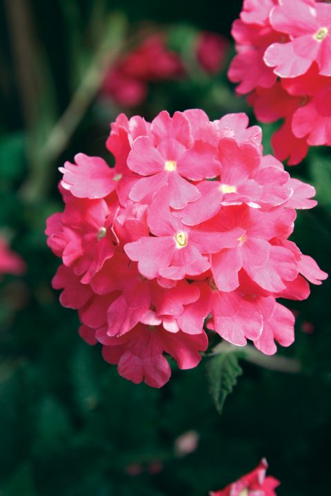 Glandularia, Garden Verbena, Trailing Verbena Temari Bright Pink
