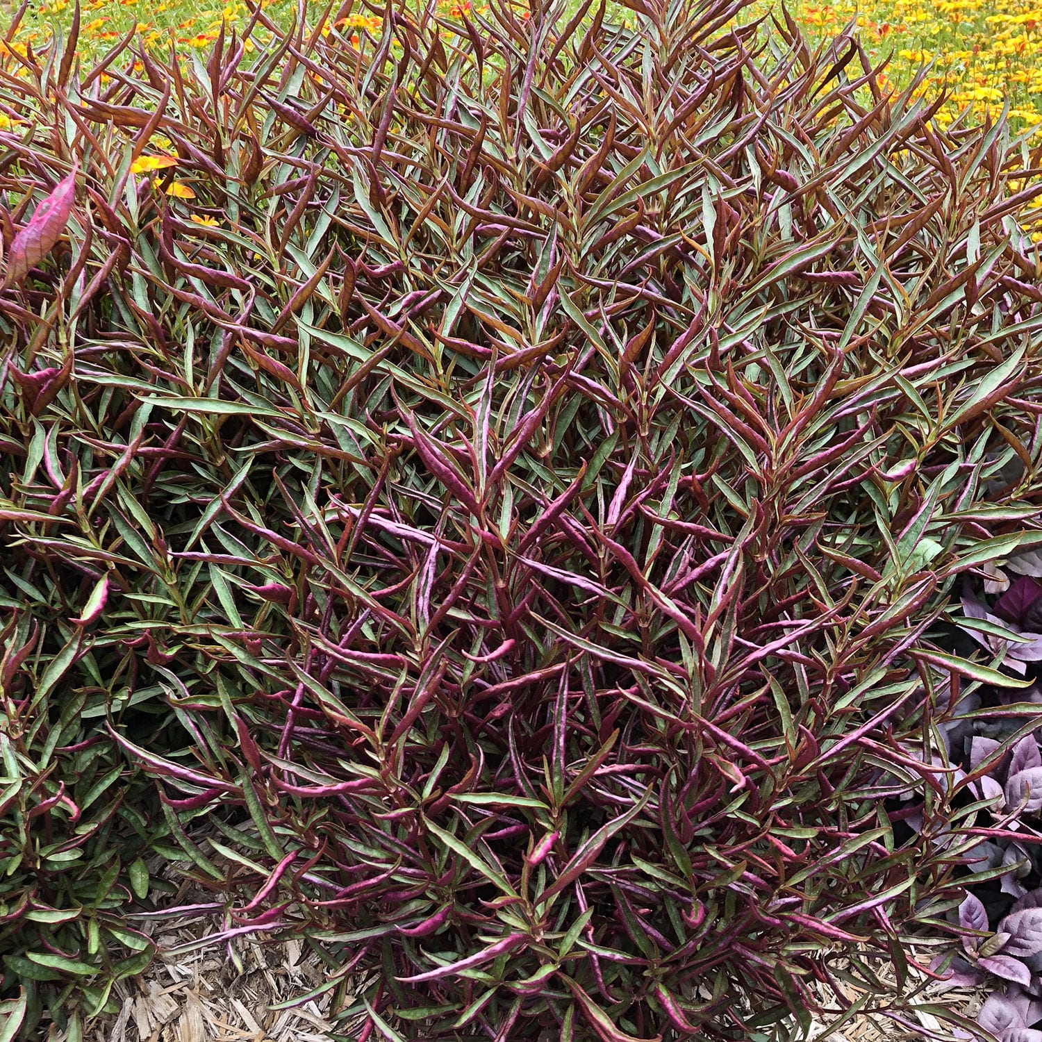 Alternanthera, Calico Plant, Josephs Coat, Parrot Leaf New Burgundy