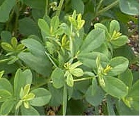 Baptisia Species, False Indigo, Blue Wild Indigo