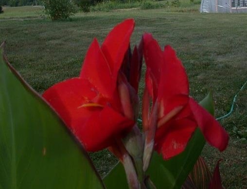 Canna Lily President