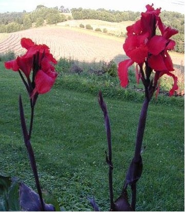 Canna, Canna Lily Australia
