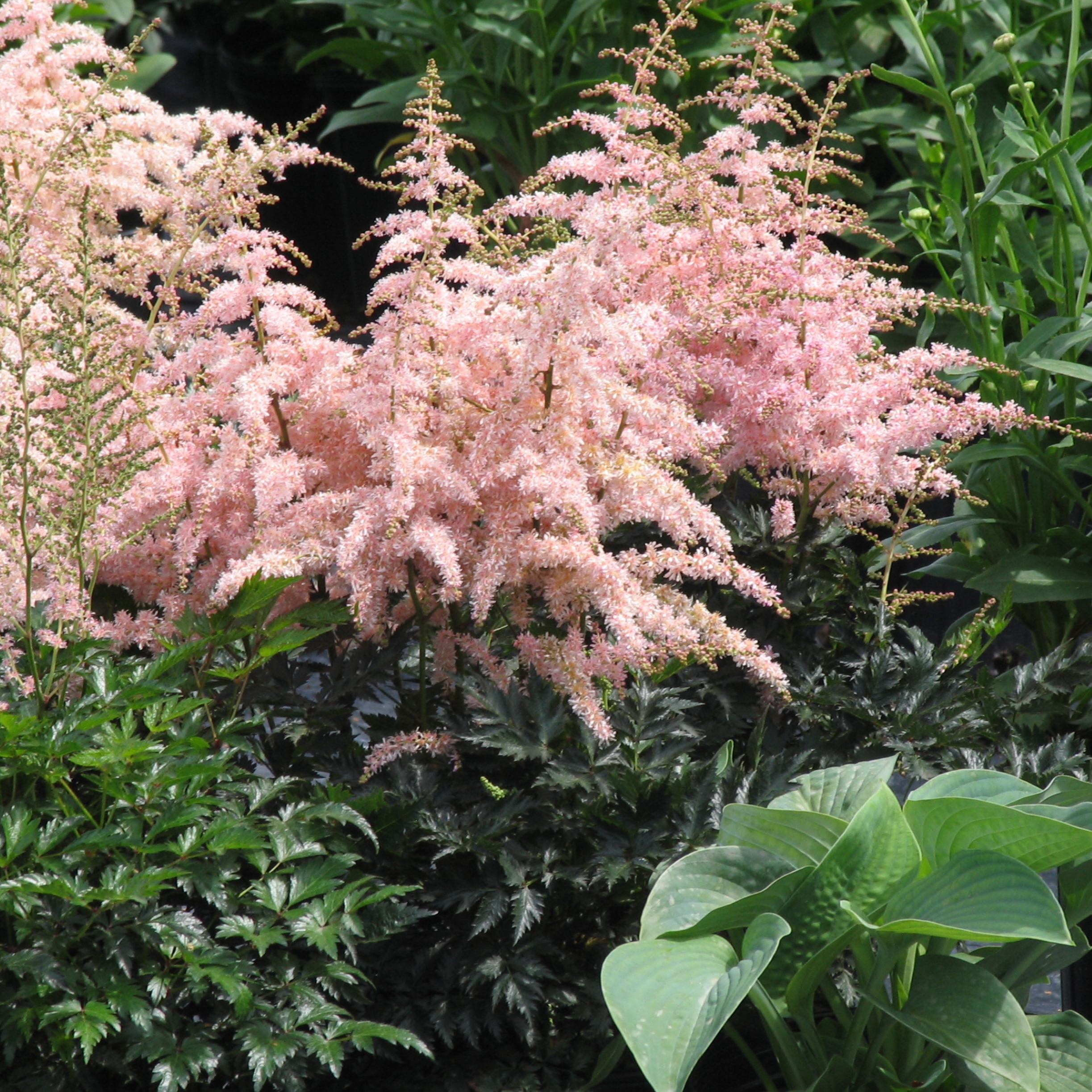 Astilbe, False Spirea, False Goats Beard Touch of Pink