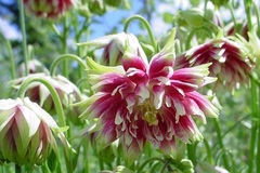 Aquilegia, Clematis-flowered Columbine 'Nora Barlow'