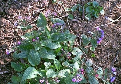 Pulmonaria, Bethlehem Sage, Jerusalem Sage, Lungwort Mrs. Moon