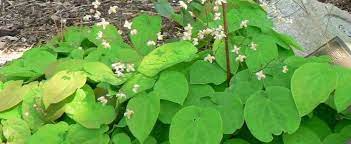 Barrenwort, Fairy Wings, Bishops Mitre