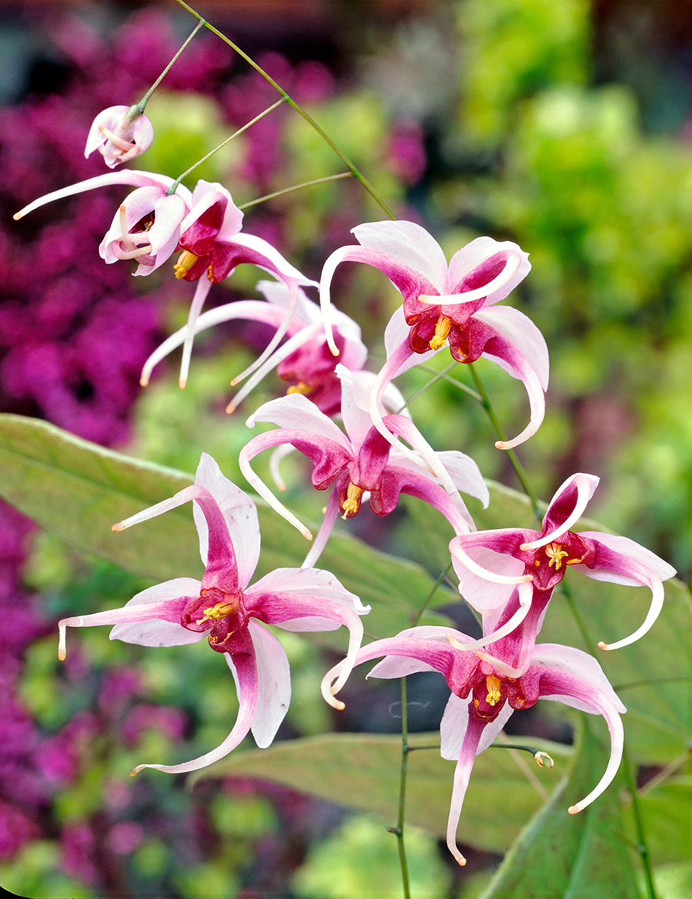 Chinese Epimedium, Fairy Wiings
