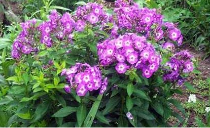 Phlox, Garden Phlox Laura