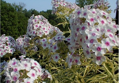 Phlox, Garden Phlox Nora Leigh