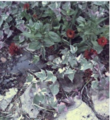Ornamental Sweet Potato, Sweet Potato Vine 'Pink Frost'