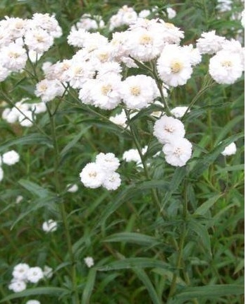 Achillea, Sneezewort, Sneezeweed, Brideflower The Pearl