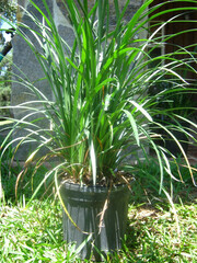 Liriope, Giant Lily Turf, Lilyturf, Monkey Grass 'Supergreen Giant'
