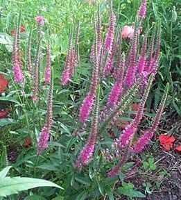 Veronica, Spike Speedwell Red Fox