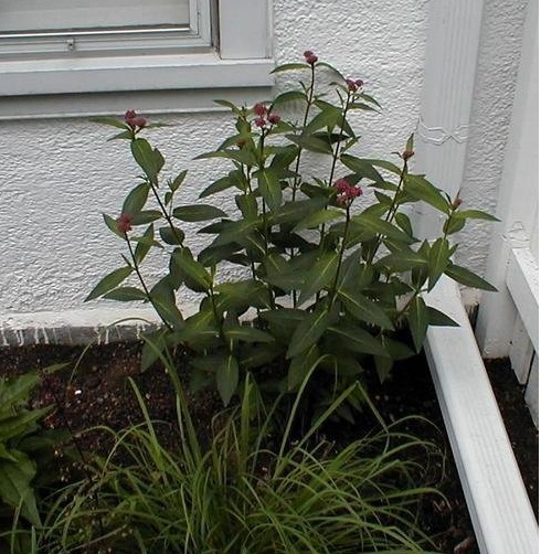 Asclepias, Swamp Milkweed, Rose Milkweed, Swamp Silkweed Cinderella