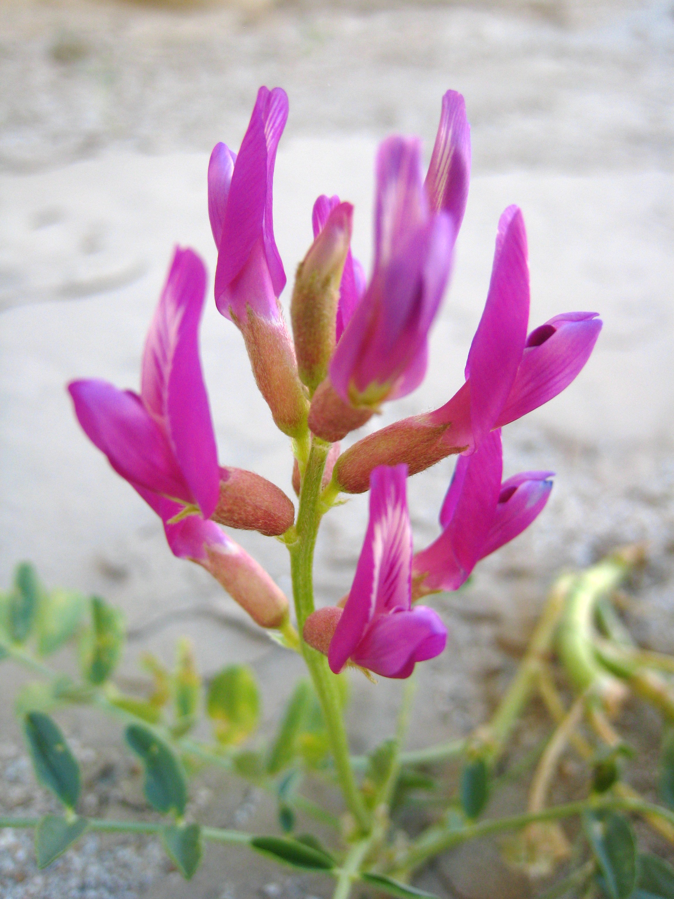 Astragalus Species, Little Bun Milkvetch
