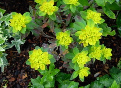 Euphorbia, Cushion Spurge Bonfire
