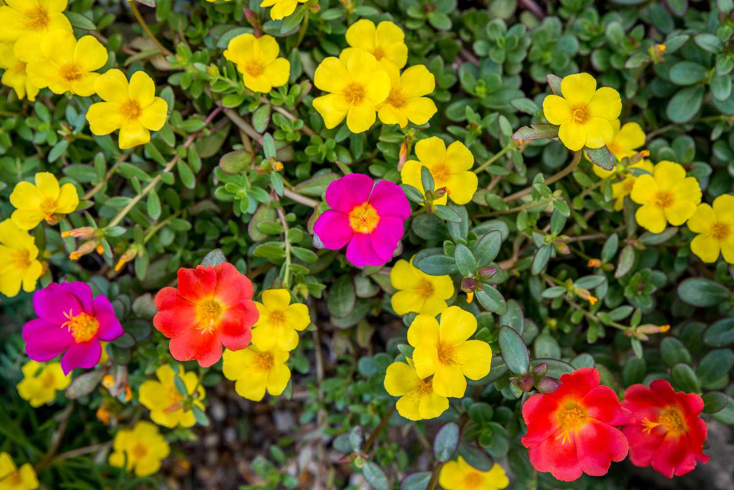 Moss Rose, Rose Moss Rouge Rubis