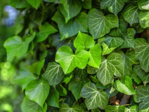 English Ivy, Common Ivy Design