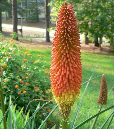 Kniphofia, Red Hot Poker, Torch Lily, Tritoma Lola