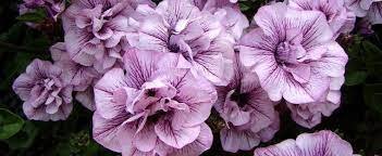 Petunia, Trailing Petunia Double Wave Blue Vein
