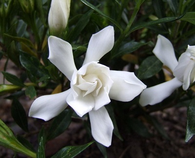 Gardenia, Cape Jasmine, Gandharaj Frostproof