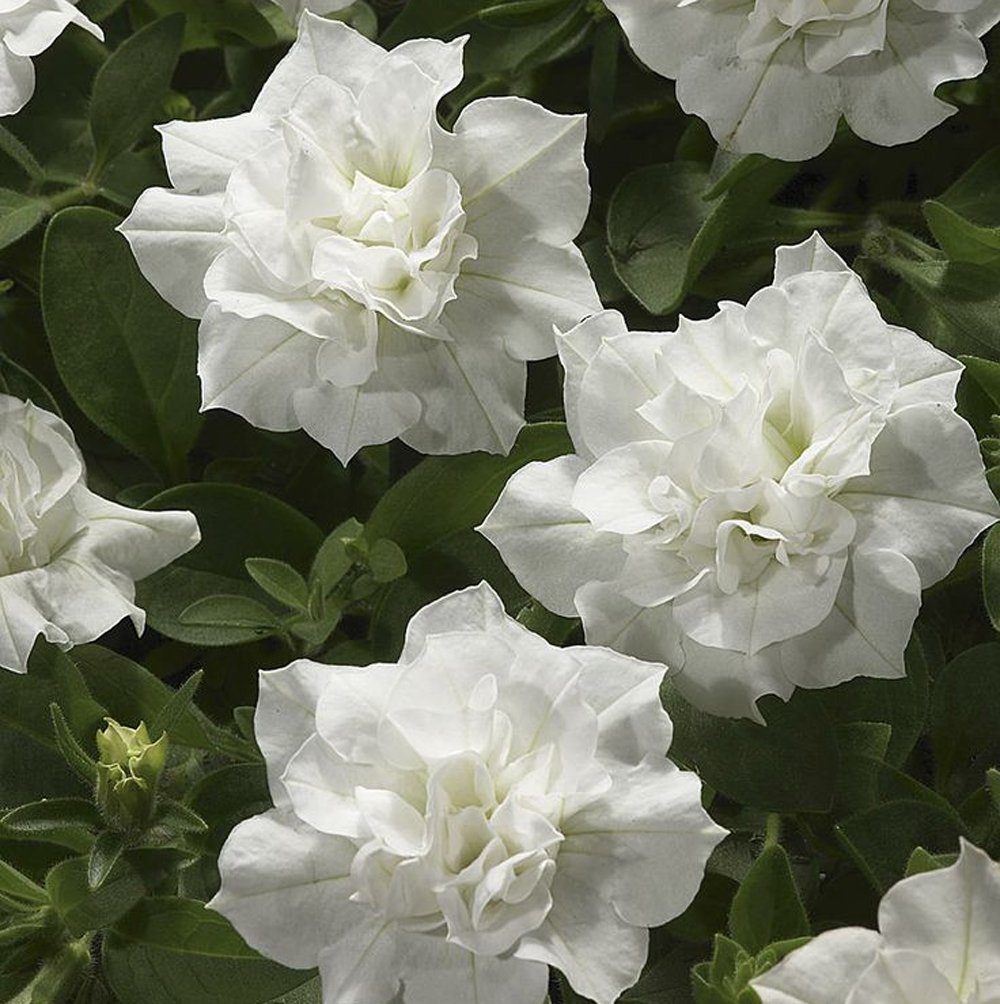 Petunia, Trailing Petunia Double Wave White