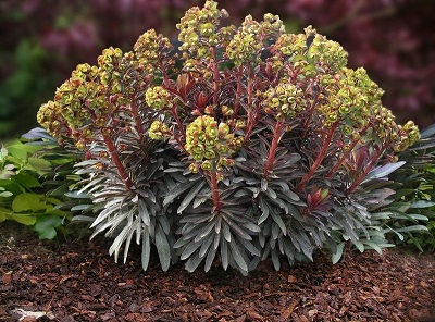 Euphorbia, Cushion Spurge Blackbird