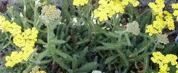 Achillea Species, Woolly Yarrow, Dwarf Yarrow
