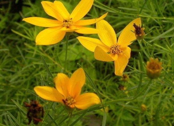 Coreopsis Species, Threadleaf Coreopsis, Tickseed