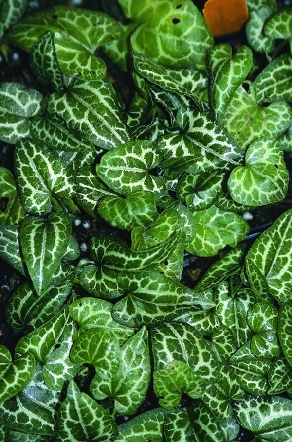 Asarum, Taiwanese Wild Ginger, Ginger Silver Web