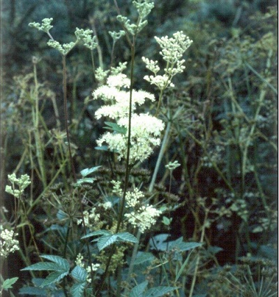 Meadowsweet, Queen of the Meadow