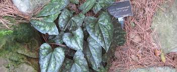 Asarum, Ginger, Japanese Wild Ginger Asteroid