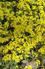 Siberian Draba